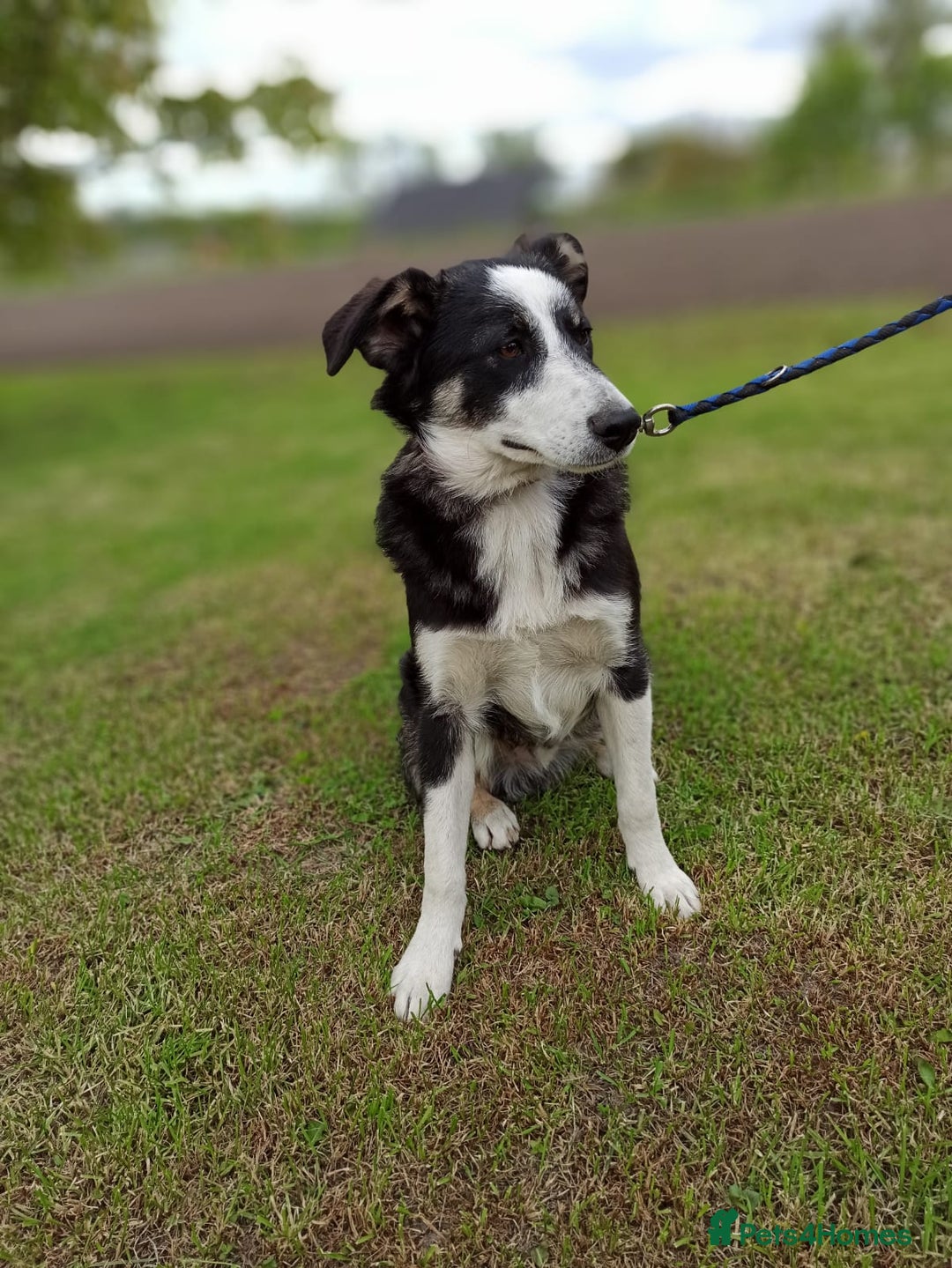 Mixed Breed dogs for adoption: 💙BENNY💙 – Dreams of His First Birthday at Home - Advert 10