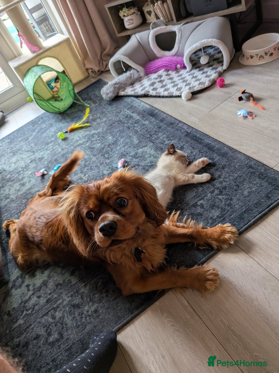 Cavalier King Charles Spaniel dogs for sale: Beautiful Cavalier Boy Reluctant Rehome - Image 4
