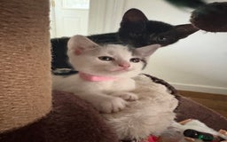 Mixed Breed cats for sale: Beautiful mixed breed kittens - Image 15