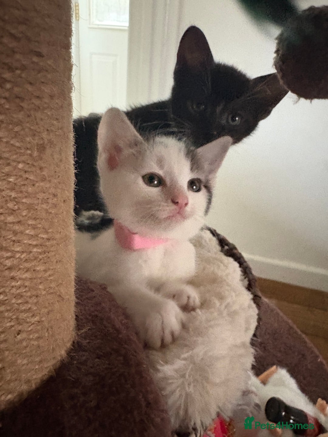 Mixed Breed cats for sale: Beautiful mixed breed kittens - Image 15