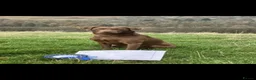 Labrador Retriever dogs for sale: Kc registered chocolate Labradors  - Advert 3