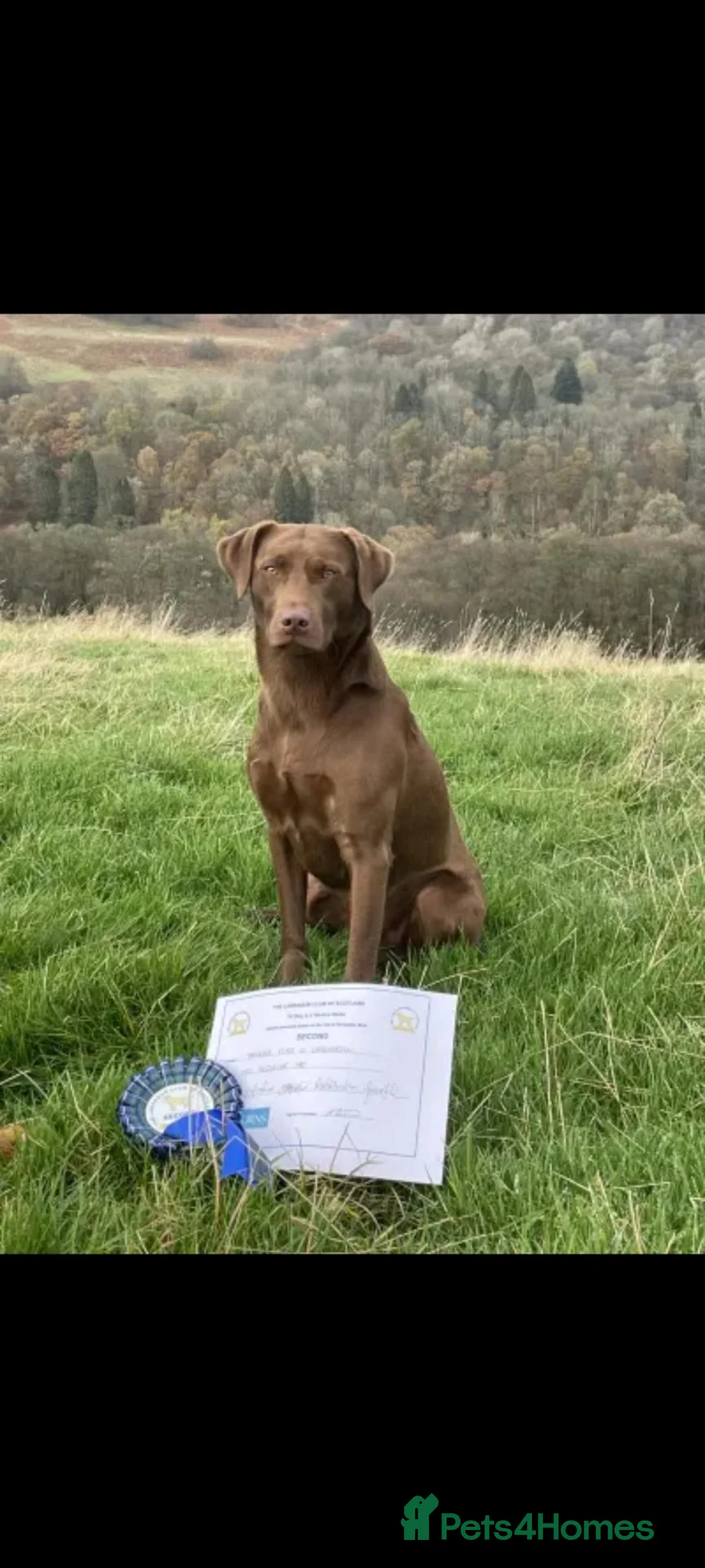 Labrador Retriever dogs for sale: Kc registered chocolate Labradors  - Advert 3
