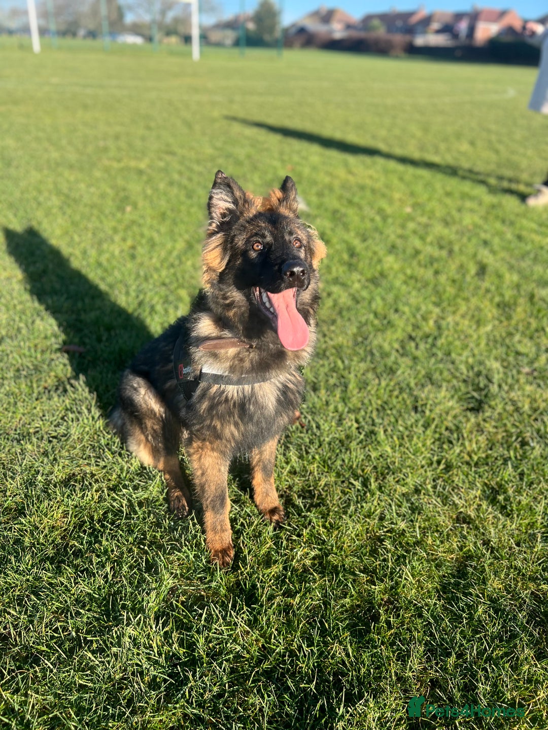 German Shepherd dogs for sale: beautiful male gsd 7 months  - Advert 8