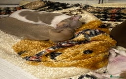 Chihuahua dogs for sale: Beautiful short haired chihuahua baby’s ! - Image 2