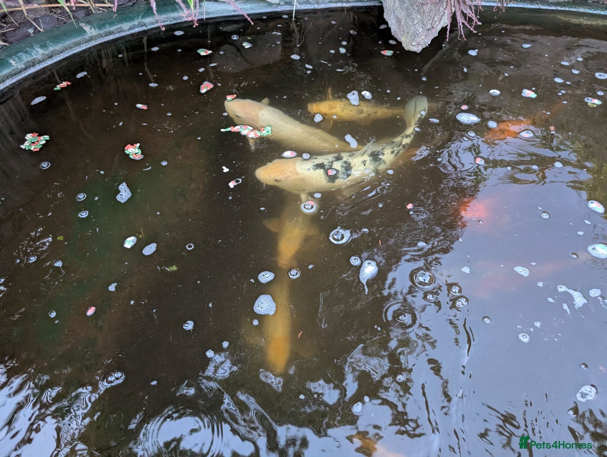 Koi Carp fish Established Pond Clearance 11 Mixed Koi & Goldfish - Advert 1