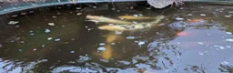 Koi Carp fish for sale: Established Pond Clearance 11 Mixed Koi & Goldfish in Margate - Advert 1