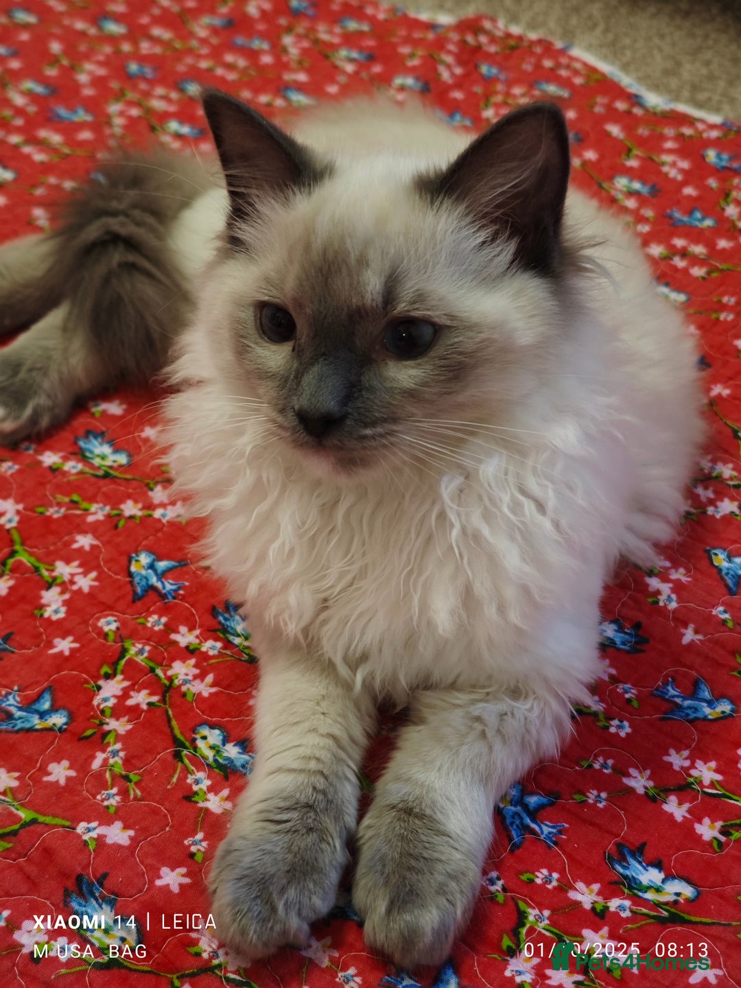 Ragdoll cats for sale: 2😻Ragdoll kittens 💕 - Image 13