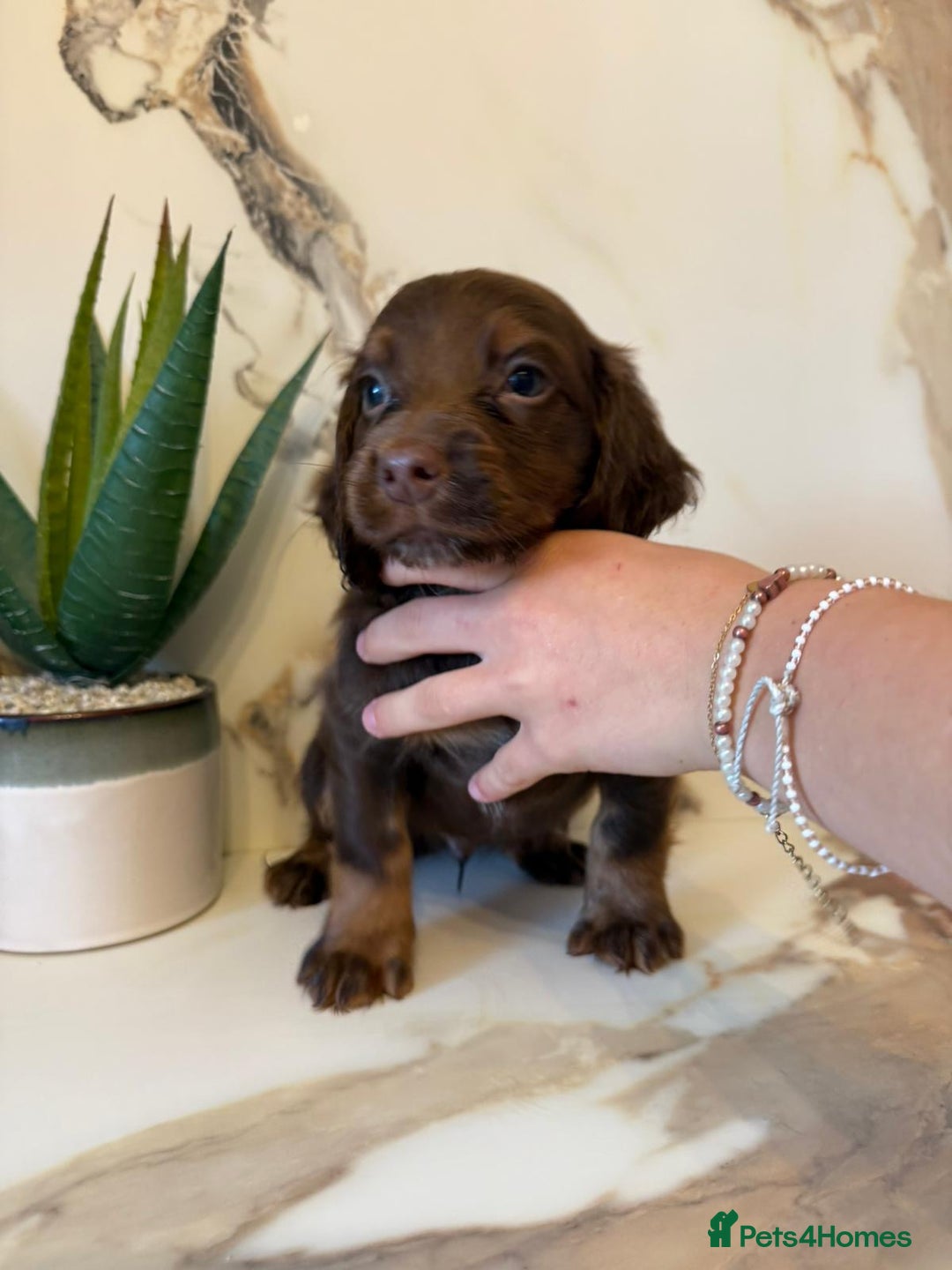 Cocker Spaniel dogs for sale: ⭐️chocolate cocker spaniel pups⭐️  - Image 7