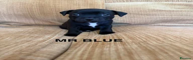 Mr Blue