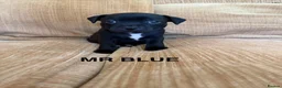 Staffordshire Bull Terrier dogs for sale: KC Registered Staffordshire Bull Terrier Puppies. - Advert 5