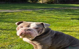 English Bulldog dogs for sale: English Bulldog 4yr old - Image 1