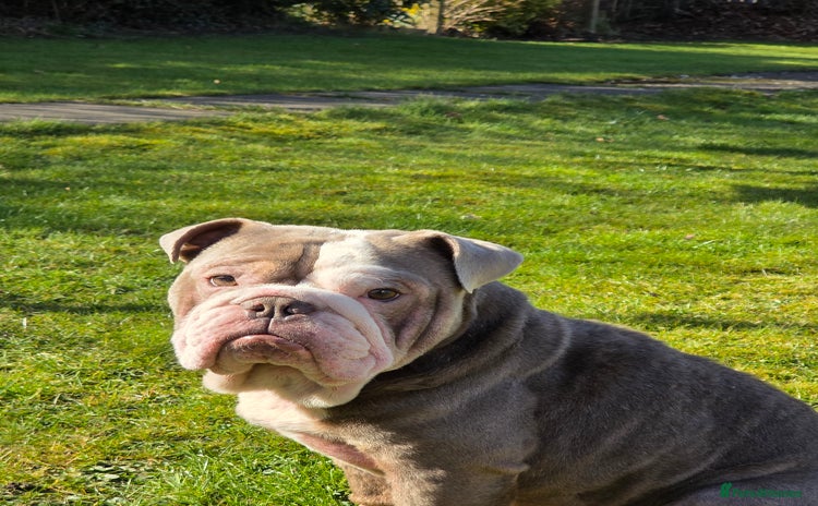 English Bulldog dogs - Advert 3