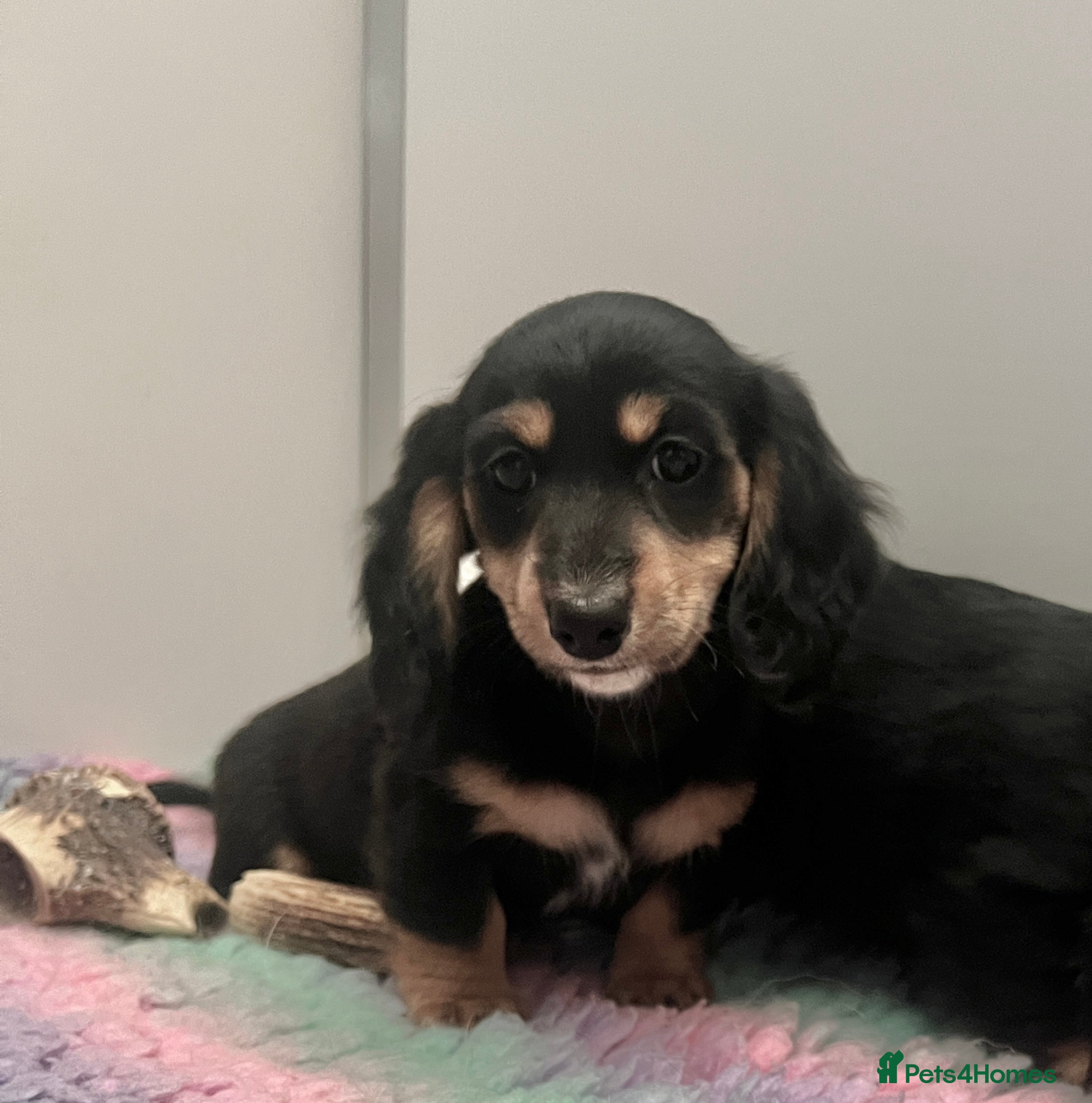 Miniature Dachshund dogs KC Reg, fully Vaccinated, Black n cream longhair - Advert 16