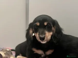 Miniature Dachshund dogs KC Reg, fully Vaccinated, Black n cream longhair - Advert 16