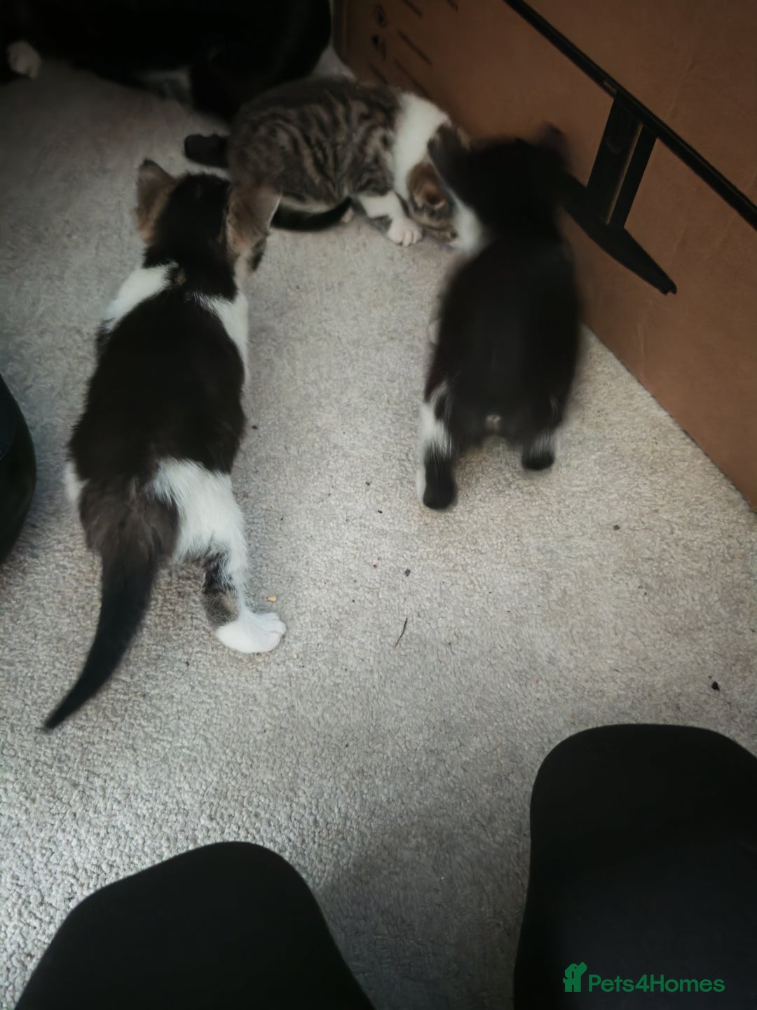 Mixed Breed cats for sale: Female kittens  - Advert 5