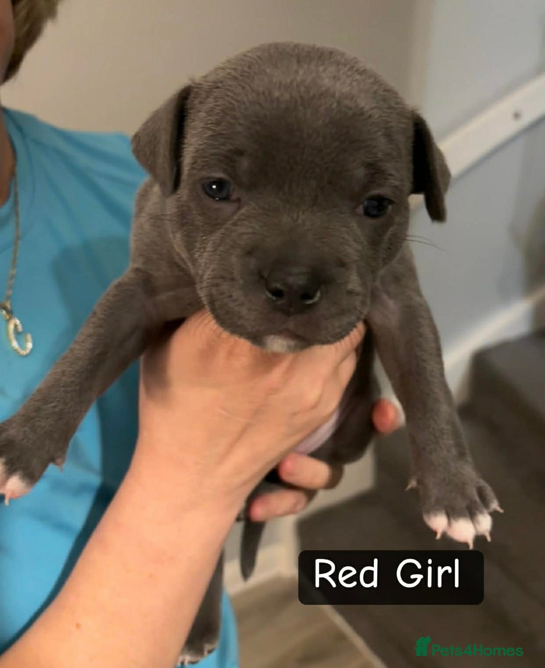 Staffordshire Bull Terrier dogs for sale: Staffordshire bull terrier puppies - Advert 4