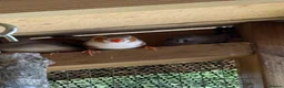 Finches birds for sale: Zebra Finches in Banbury - Advert 2