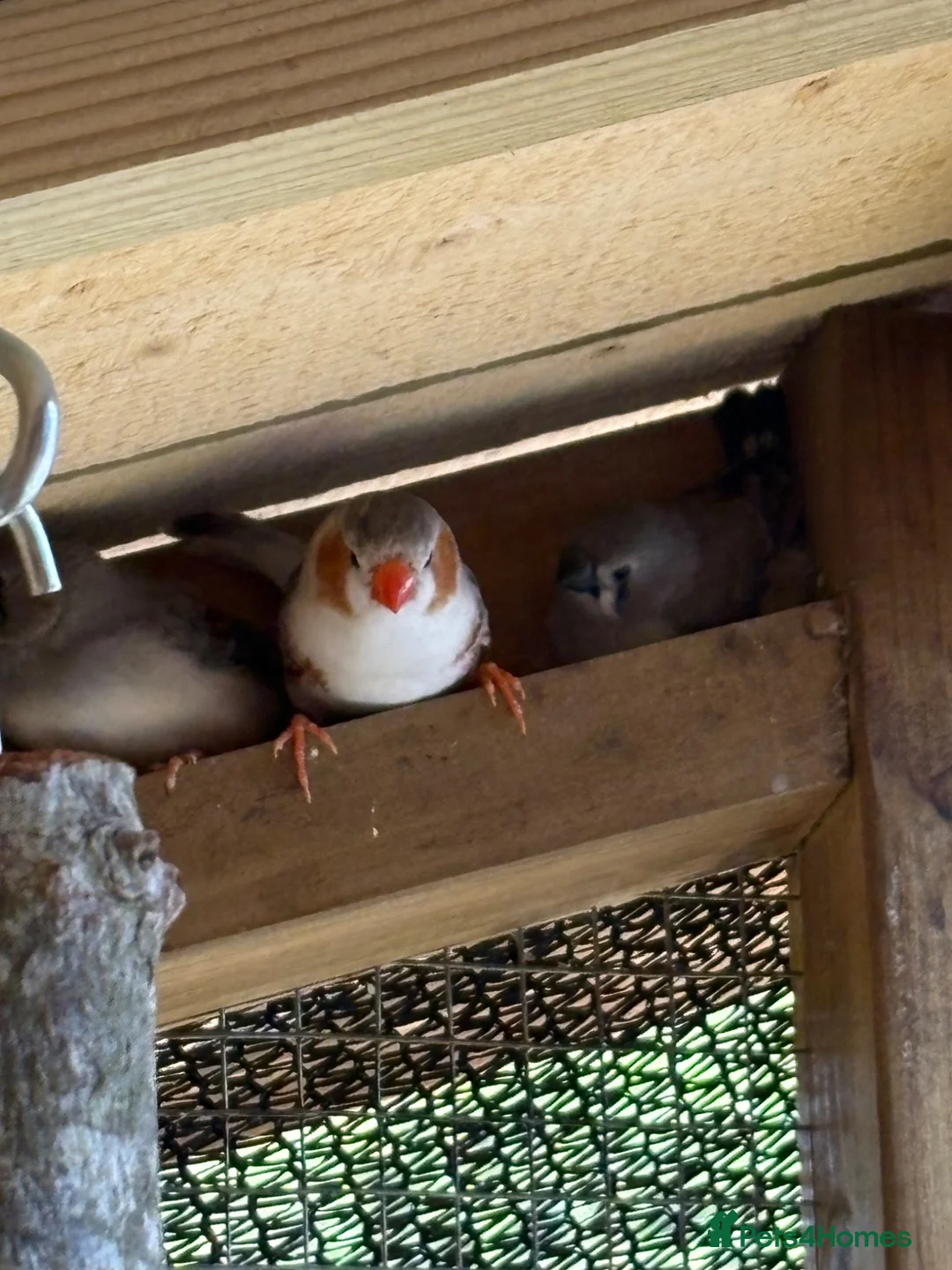 Finches birds for sale: Zebra Finches in Banbury - Advert 2