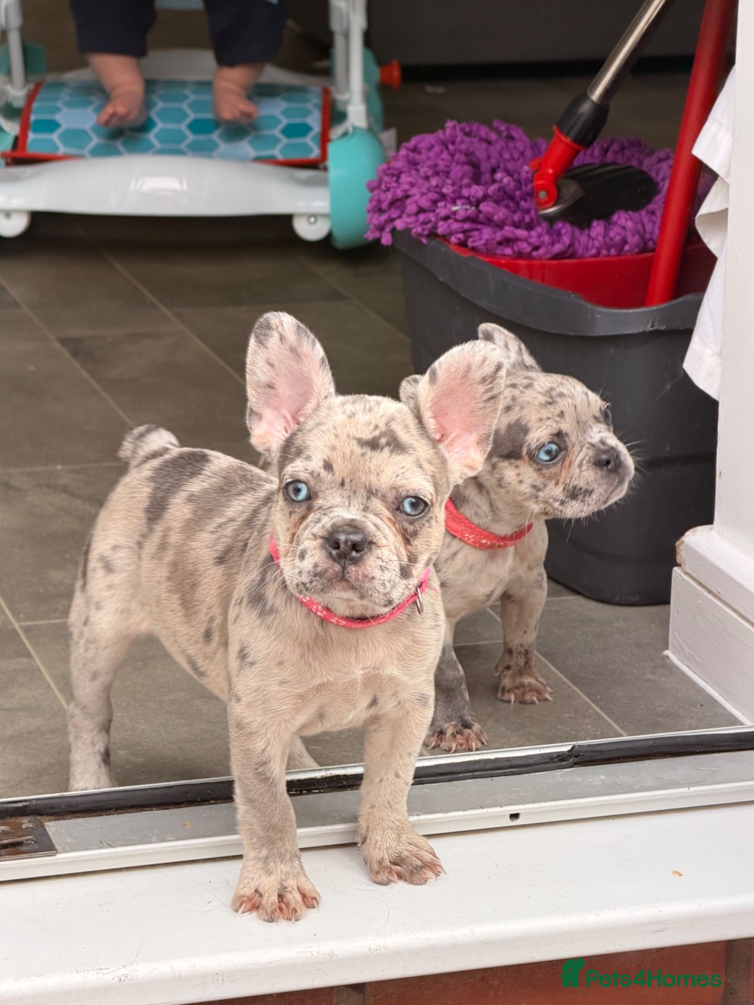 French Bulldog dogs Reduced to £1200 2 girls  - Advert 18