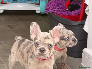 French Bulldog dogs Reduced to £1200 2 girls - Advert 18