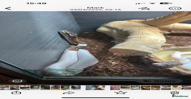 Snake reptiles Ball pythons  - Advert 4