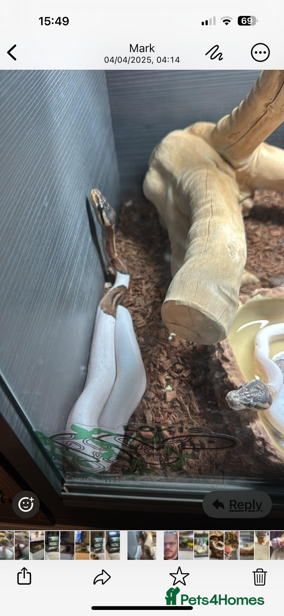 Snake reptiles for sale: Ball pythons  - Advert 2