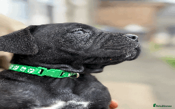 Cane Corso dogs for sale: 9 Beautiful Cane Corso Puppies for sale  - Image 1