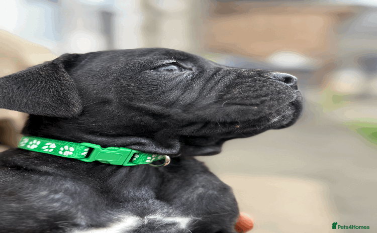 Cane Corso dogs - Advert 1