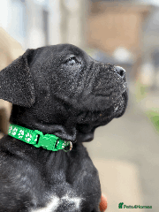 Cane Corso Puppy 4