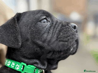 Cane Corso dogs - Advert 10