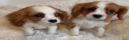 Cavalier King Charles Spaniel dogs for sale: 8 beautiful King Charles Cavalier spaniel puppies - Advert 4