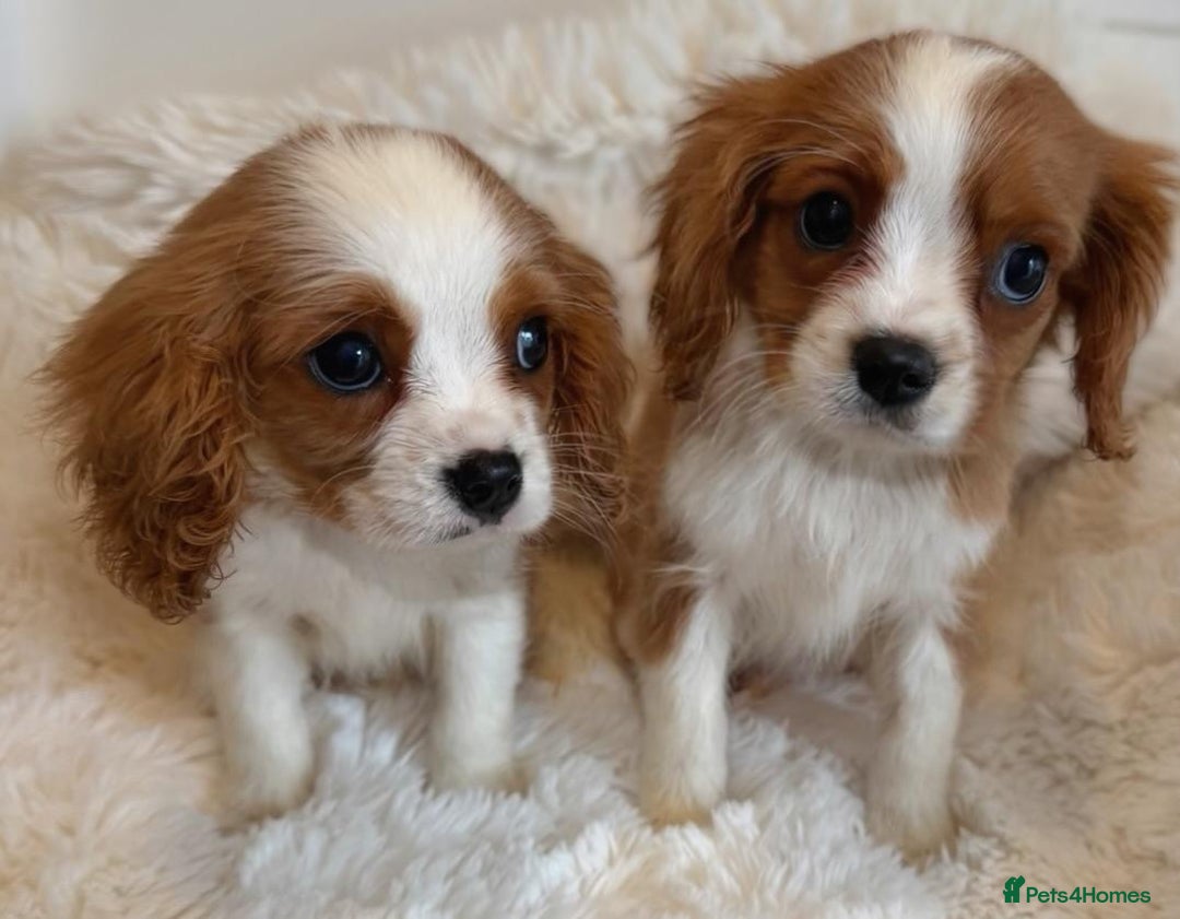 Cavalier King Charles Spaniel dogs for sale: 8 beautiful King Charles Cavalier spaniel puppies - Advert 4