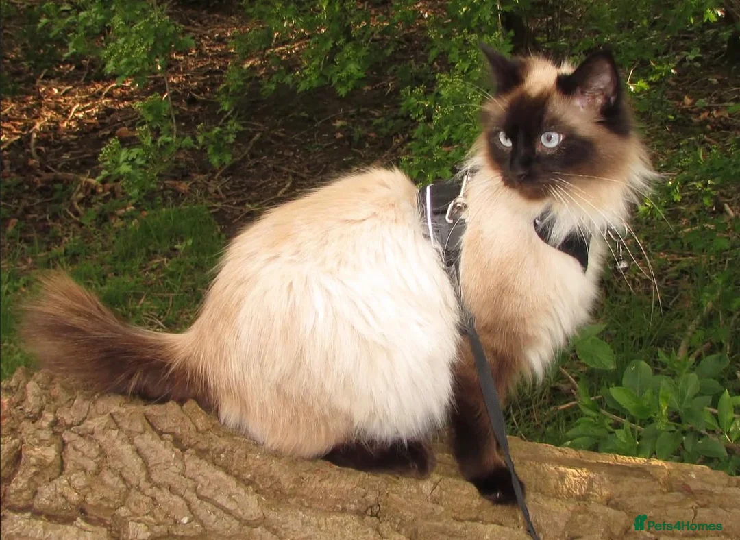 Ragdoll cats for sale: ✨🌿 Only One Left! Stunning Seal Point Ragdoll🤎 in Manchester - Advert 2