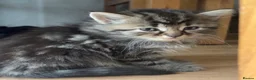 Mixed Breed cats for sale: KITTENS FOR SALEEEE in Peterborough - Advert 7