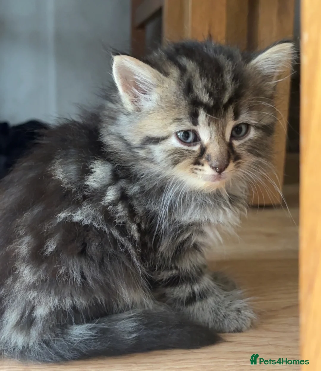 Mixed Breed cats for sale: KITTENS FOR SALEEEE in Peterborough - Advert 7