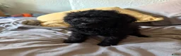 Cockapoo dogs for sale: Cockapoo puppies - Advert 19