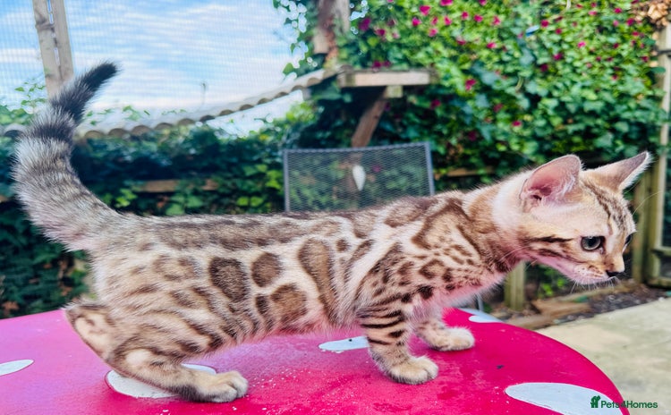 Bengal cats - Advert 4