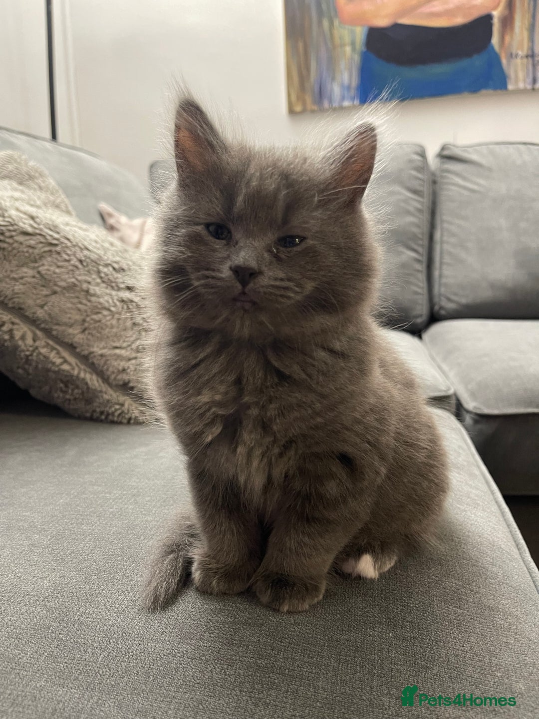 Mixed Breed cats for sale: 3/4 Maine Coon Polydactyl Kittens - Advert 5