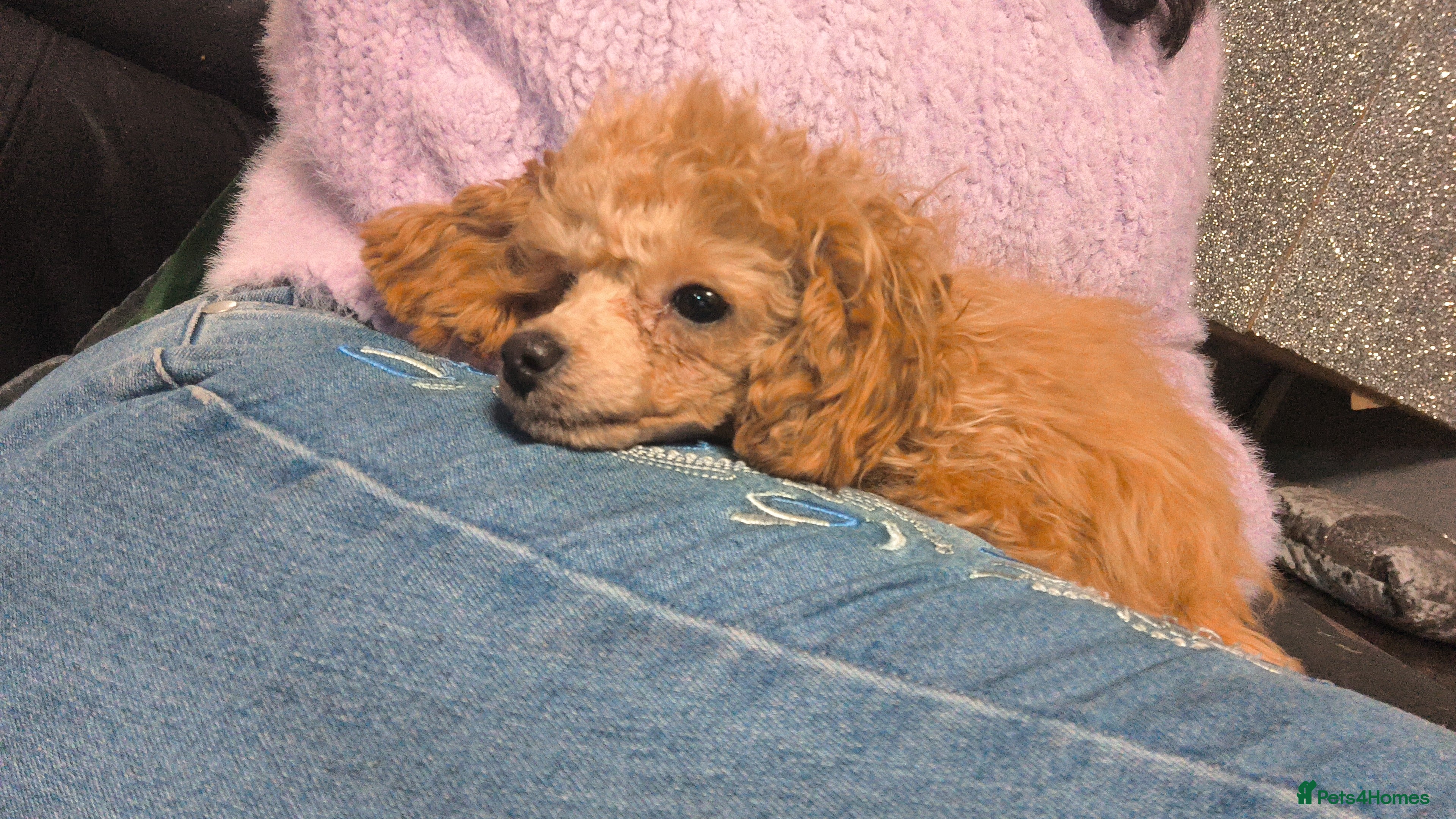 Toy Poodle dogs kc Real Toy Poodle Female puppy - Advert 15