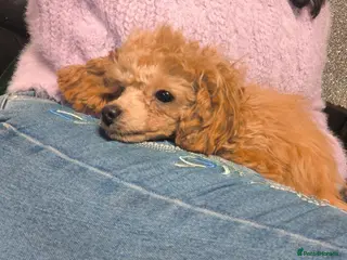 Toy Poodle dogs kc Real Toy Poodle Female puppy - Advert 15