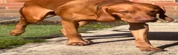 Hungarian Vizsla dogs for stud: KC Registered Hungarian Vizsla Stud - Advert 4