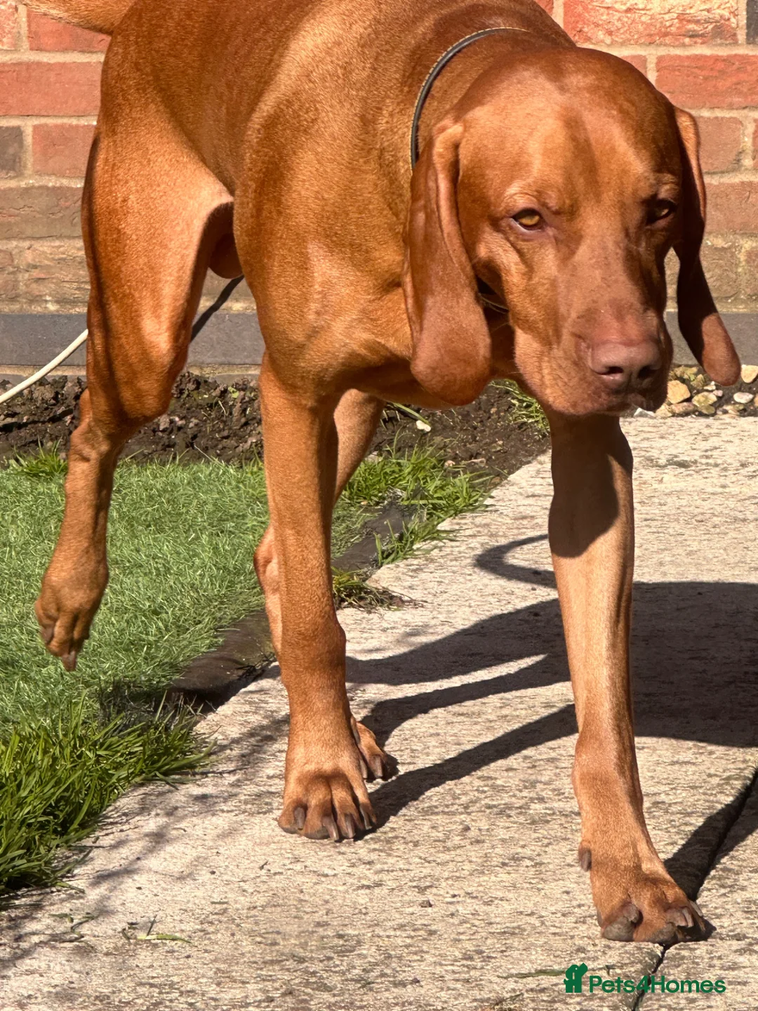 Hungarian Vizsla dogs for stud: KC Registered Hungarian Vizsla Stud - Advert 4