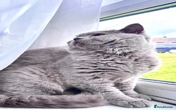 British Shorthair cats for sale:  lilac male British shorthair  - Image 4