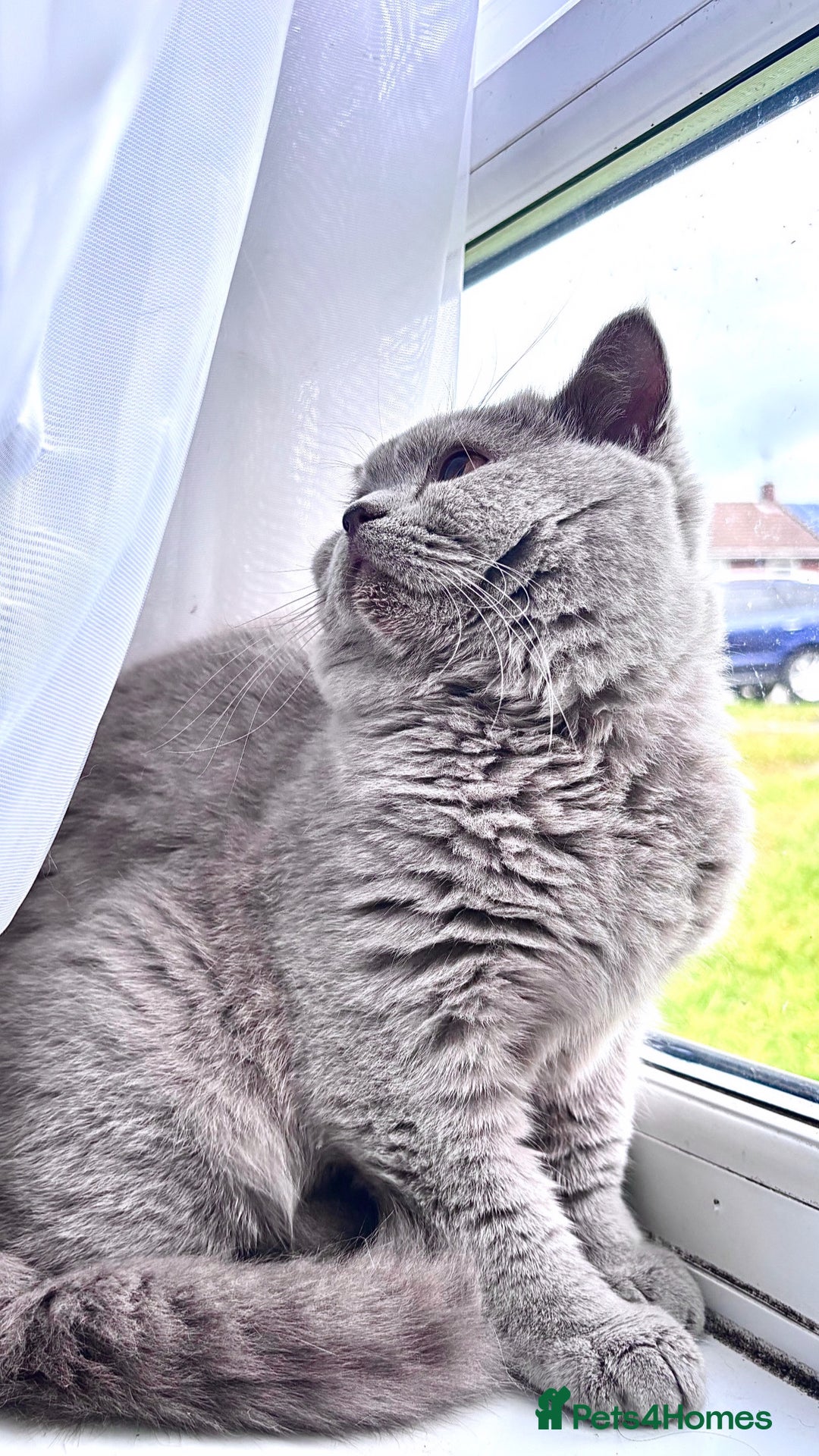 British Shorthair cats for sale:  lilac male British shorthair  - Image 4