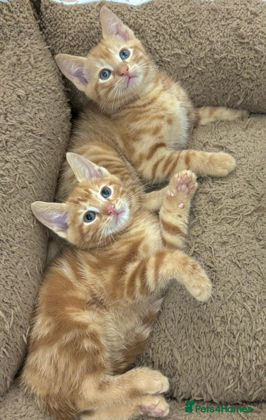 Mixed Breed cats for sale: LOVELY KITTENS  - Advert 12