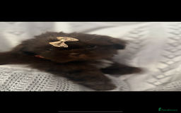 Shih Tzu dogs for sale: Beautiful family raised Shih tzu puppies. - Image 4