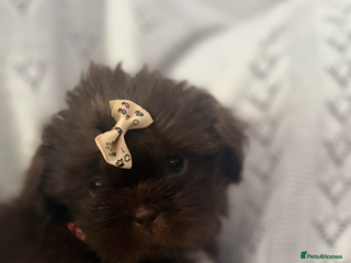 Shih Tzu dogs - Advert 25