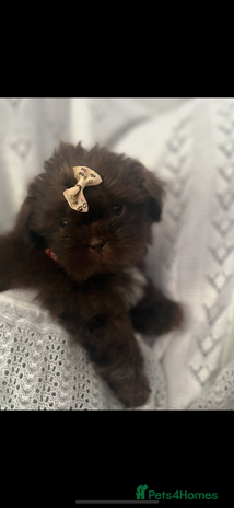 Shih Tzu dogs - Advert 4