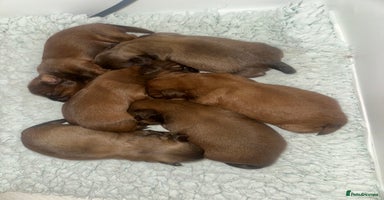 Shih Tzu dogs - Advert 15