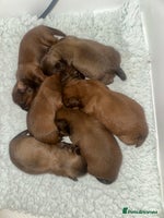 Shih Tzu dogs - Advert 12